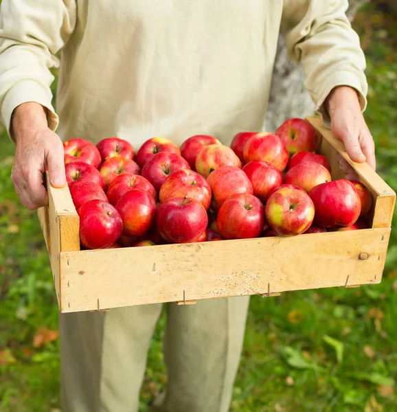 Homme tenir grande boîte avec belle pomme propre dans le jardin — Photo