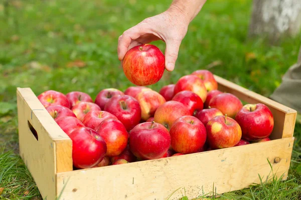 Ręką człowieka umieścić w polu, w ogrodzie Czerwone jabłko — Zdjęcie stockowe