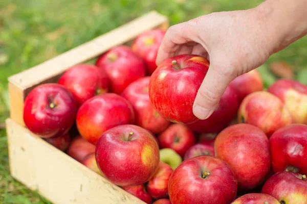 Ο άνθρωπος χέρι Βάλτε κόκκινο μήλο στο πλαίσιο στον κήπο — Φωτογραφία Αρχείου