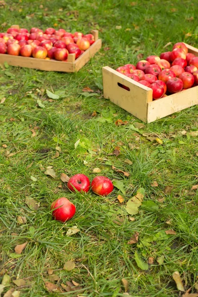 Photo of freshly picked red apples in a wooden crate on grass in — Stock Photo, Image