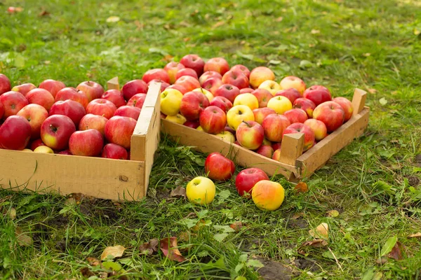 Photo of freshly picked red apples in a wooden crate on grass in — Stock Photo, Image