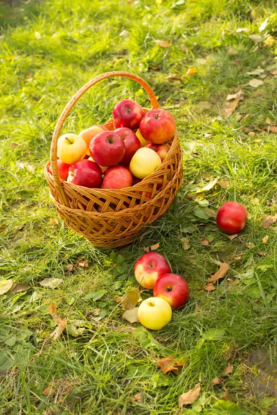 Sepetteki sağlıklı organik elmalar, gün ışığında yeşil çimlerde. — Stok fotoğraf