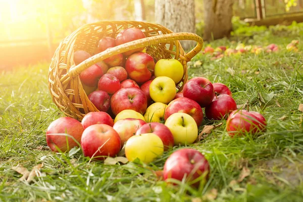Zdravá organická jablka v koši na zelené trávě na slunci — Stock fotografie