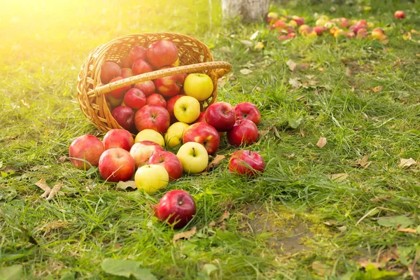 Healthy Organic Apples in the Basket on green grass in sunshine — Stock Photo, Image