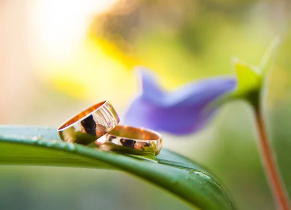 Anéis de casamento no pote verde com flor violeta — Fotografia de Stock