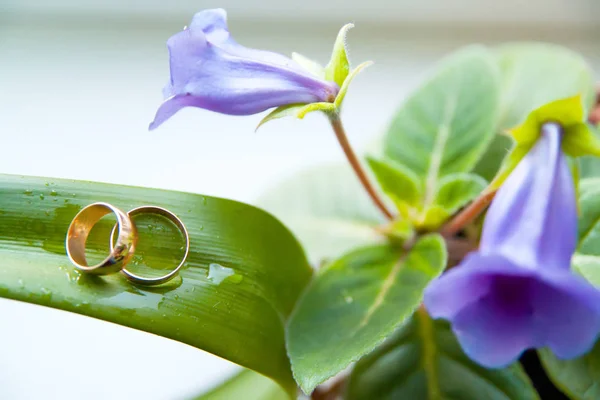 Vigselringar på grön kruka med violett blomma — Stockfoto