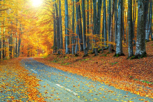 Spectaculaire romantische weg in de herfst kleurrijk bos — Stockfoto