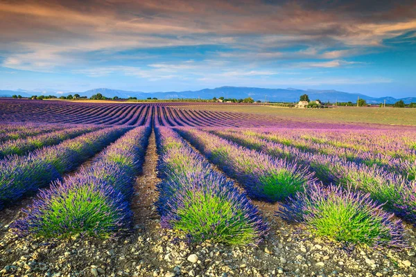 Spektakularne lawendowego pola w Europie Valensole, we Francji, w regionie Prowansja — Zdjęcie stockowe