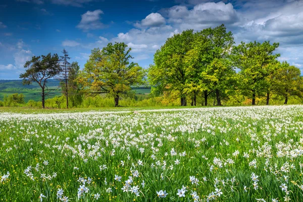 Spectacular spring landscape and white daffodils flowers in Transylvania, Romania — Stock Photo, Image