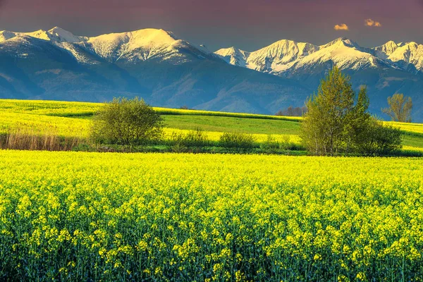 Wonderful canola field with snowy mountains, Fagaras, Carpathians, Transylvania, Romania — Stock Photo, Image