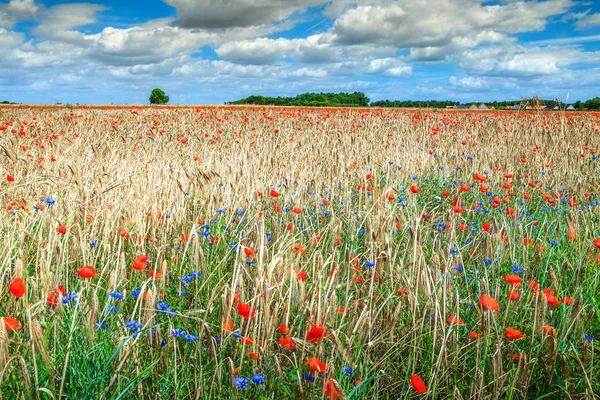 Linda paisagem de verão com grãos e campo de papoula vermelha — Fotografia de Stock