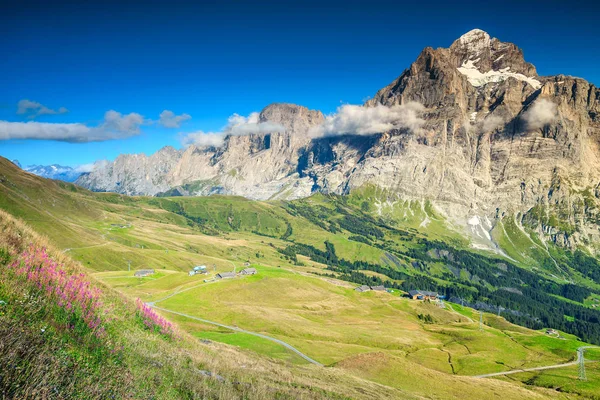 Spektakularne summer krajobraz alpejski z góry kwiaty, Szwajcaria, Europa — Zdjęcie stockowe