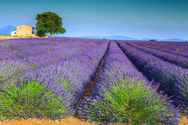 Színes lila levendula mezők Provence régió, Valensole, Franciaország, Európa — Stock Fotó