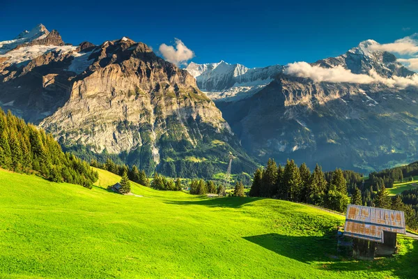 Nádherné zelené pole s vysoké zasněžené hory, Grindelwald, Švýcarsko — Stock fotografie