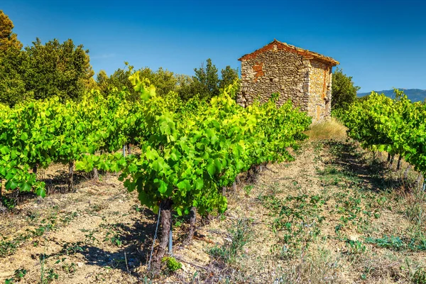 Vineyard in Provence near Gordes village, France, Europe — Stock Photo, Image