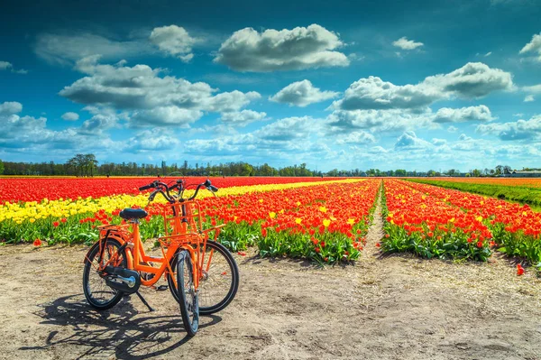 Traditionele Nederlandse kleurrijke tulpenvelden in de buurt van Amsterdam, Nederland, Europa — Stockfoto