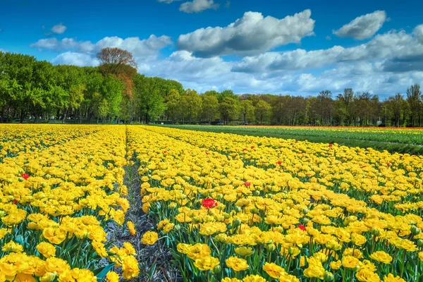 Fantastic spring landscape with yellow tulip field in Netherlands, Europe — Stock Photo, Image