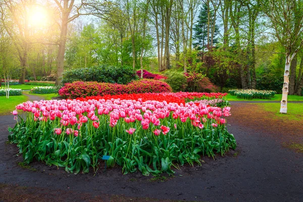 Colorful blooming tulips in spring floral flower garden Keukenhof, Netherlands — Stock Photo, Image