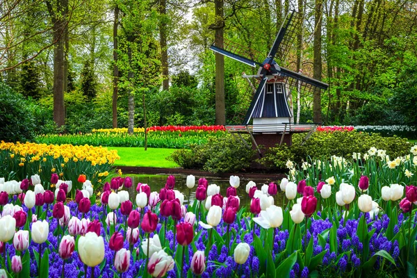 Nederlandse windmolen en kleurrijke verse tulpen in de Keukenhof park, Nederland — Stockfoto