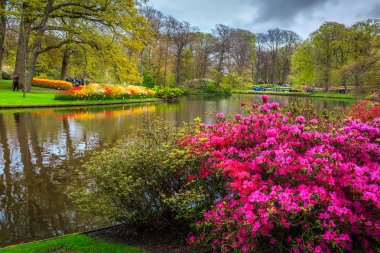 Çiçek açan laleler ve rengârenk çiçekler muhteşem Keukenhof Park, Hollanda