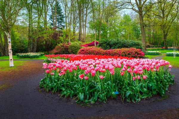 Fresh blooming tulips in spring floral flower garden Keukenhof, Netherlands — Stock Photo, Image