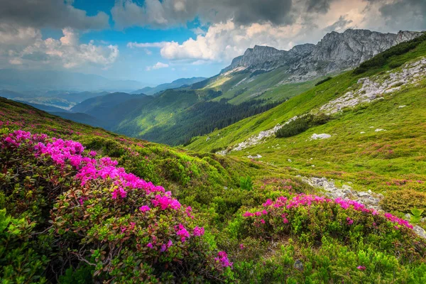 Coloridas flores de rododendro rosa en las montañas, Bucegi, Cárpatos, Rumania —  Fotos de Stock