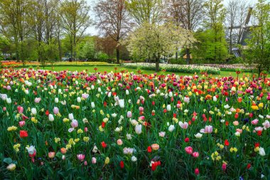 Renkli taze laleler ve bahar çiçekleri Keukenhof Park, Hollanda