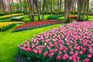 Keukenhof park, Hollanda, Avrupa'nın harika renkli taze laleler
