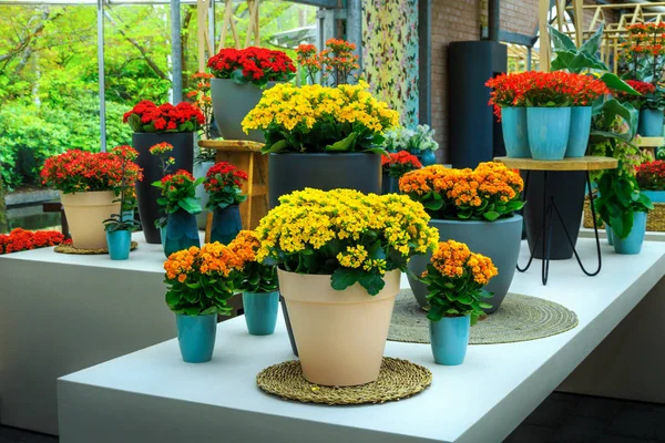 Fantastische bloem tentoonstelling in Keukenhof park, Nederland, Europa — Stockfoto