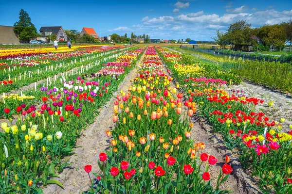 Flower garden with colorful tulip fields near Amsterdam, Netherlands, Europe — Stock Photo, Image