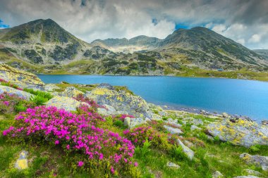 Wonderful rhododendron flowers and Bucura mountain lake, Retezat mountains, Romania  clipart
