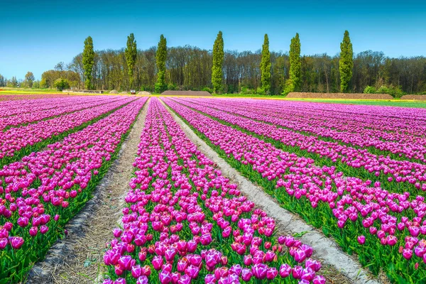 Fantastische lente landschap met roze tulpenvelden in Nederland, Europa — Stockfoto