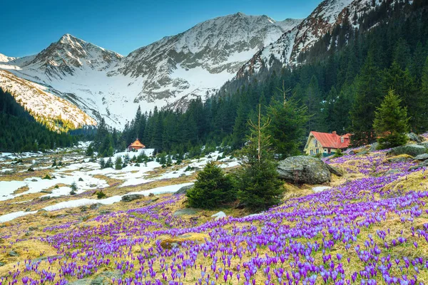 Alpine landschap met paarse crocus bloemen, Fagaras gebergte, Karpaten, Roemenië — Stockfoto