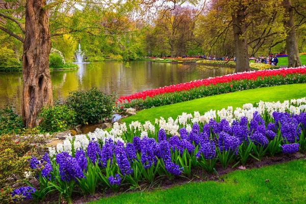 Impresionantes tulipanes frescos de colores en el parque Keukenhof, Países Bajos, Europa — Foto de Stock