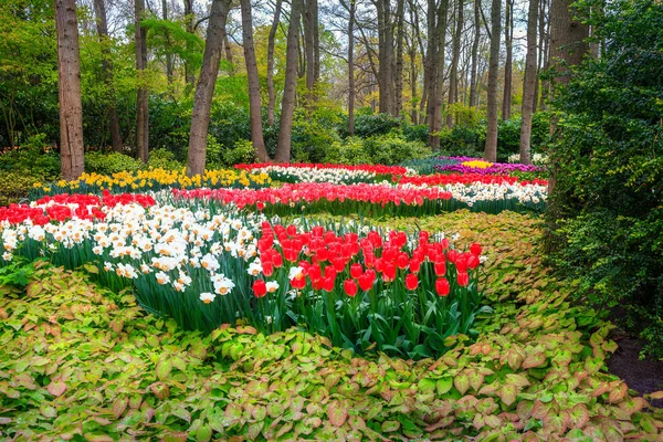 Ανθίζοντας τουλίπες στον κήπο λουλουδιών άνοιξη, πάρκο Keukenhof, Ολλανδία — Φωτογραφία Αρχείου