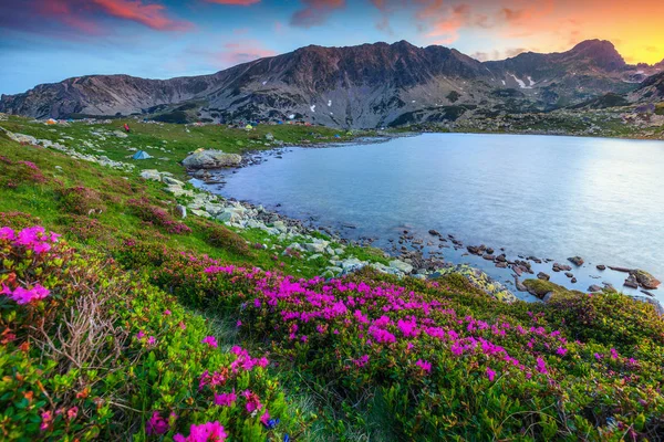 Lélegzetelállító rózsaszín rhododendron virágok és a Bucura alpesi tó, Retyezát-hegységben — Stock Fotó