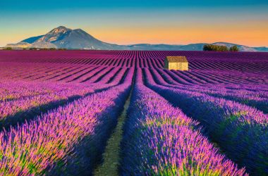 Nefes kesen doğa manzara ile lavanta alanları Provence, Valensole, Fransa