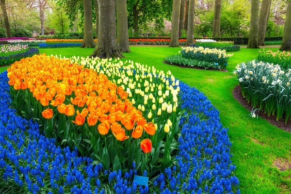 Vackra färgglada färska tulpaner i Keukenhof parken, Nederländerna, Europa — Stockfoto