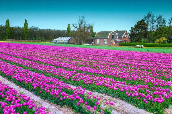 Majestueuze lente landschap met roze tulpenvelden in Nederland, Europa — Stockfoto
