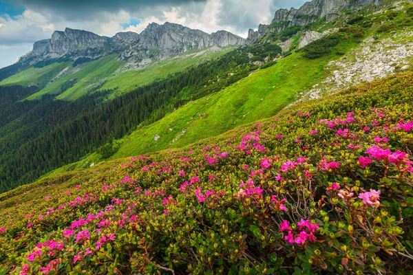 Espectacular rosa flores de rododendro en las montañas, Bucegi, Cárpatos, Rumania —  Fotos de Stock