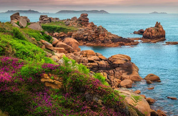 Costa del océano Atlántico con coloridas flores y acantilados, Ploumanach, Francia — Foto de Stock