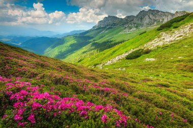 Büyülü pembe ormangülü çiçek dağlarında Bucegi, Karpatlar, Romanya