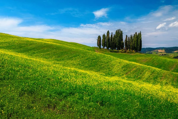 Tuscany landscape with group of cypress trees and rapeseed field — Stock Photo, Image