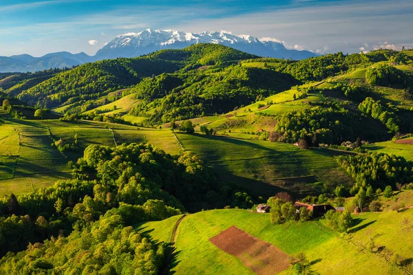 Yeşil orman ve karlı dağlarla kaplı bahar manzarası, Holbav, Romanya — Stok fotoğraf