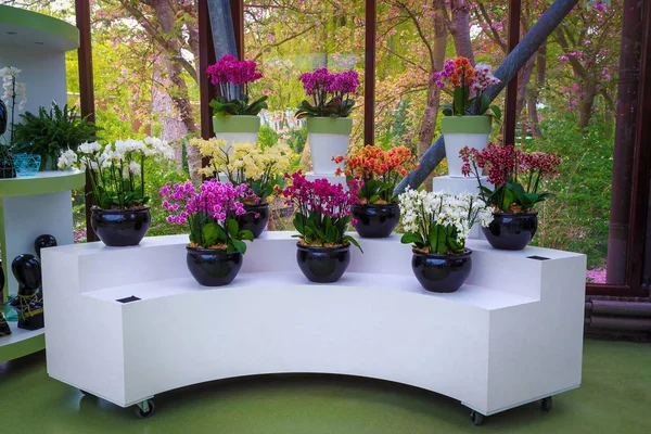 Nádherná orchidej květinová výstava v obchodě s dekoracemi, Nizozemsko — Stock fotografie