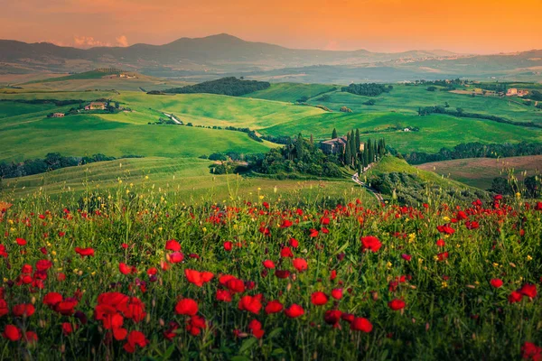 Χωράφια σιτηρών με κόκκινες παπαρούνες το ηλιοβασίλεμα στην Τοσκάνη της Ιταλίας — Φωτογραφία Αρχείου