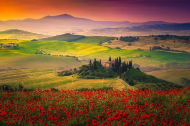 Tuscany, Pienza, İtalya 'daki çayırlarda serpilen kırmızı gelincikler