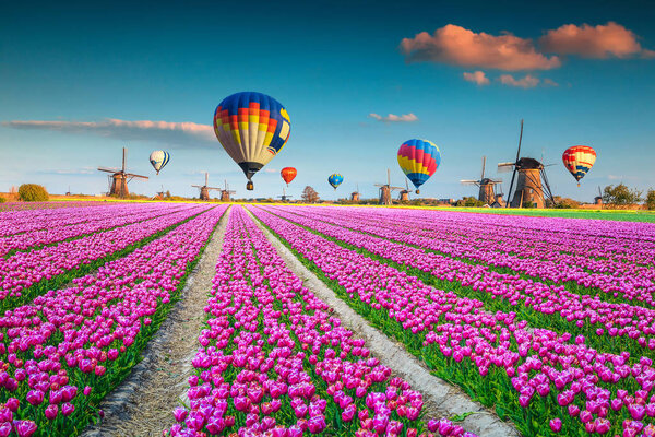 Pink tulip fields with windmills and hot air balloons, Netherlands