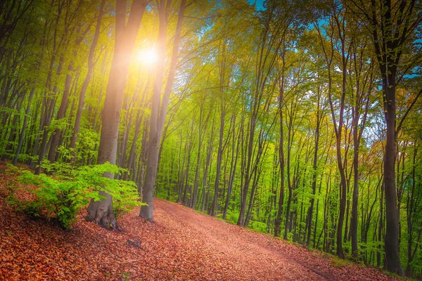 Wunderbare frische Frühlingswaldlandschaft — Stockfoto