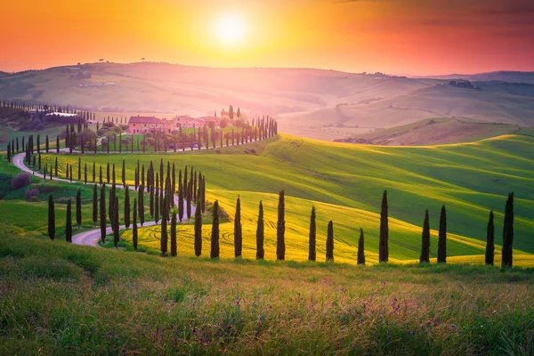 Paysage estival toscan avec route courbe et cyprès, Italie — Photo